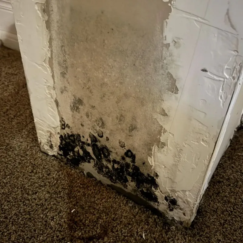 Professional Mold Removal in Ord, NE